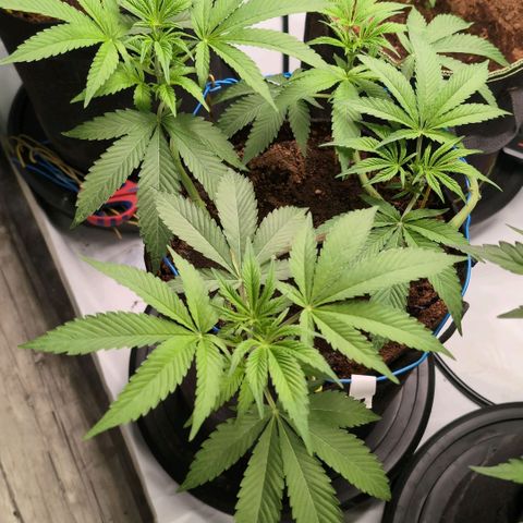 Sticky Berry Mints XXL  #2 growlog timeline photo