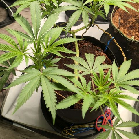 Sticky Berry Mints XXL  #3 growlog timeline photo