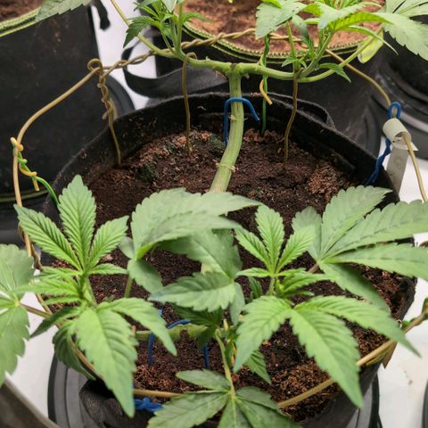 Triple Mints XXL  #1 growlog timeline photo
