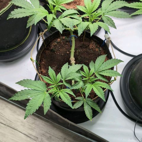 Triple Mints XXL  #1 growlog timeline photo