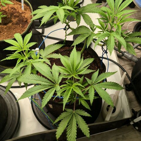 Sticky Berry Mints XXL  #1 growlog timeline photo