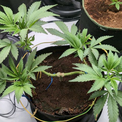 Triple Mints XXL  #2 growlog timeline photo