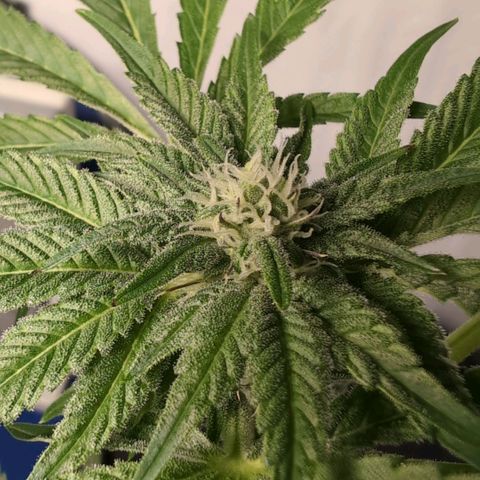 Sticky Berry Mints XXL  #1 growlog timeline photo