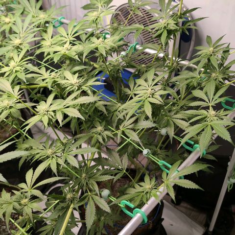 Sticky Berry Mints XXL  #1 growlog timeline photo