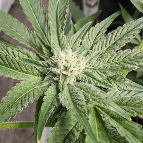 Sticky Berry Mints XXL  #1 growlog timeline photo