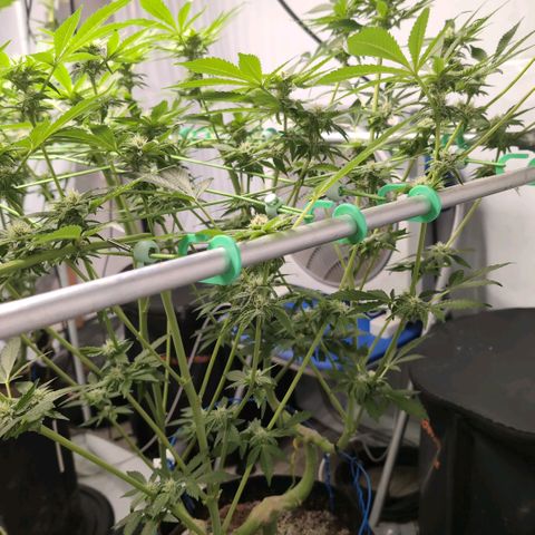 Sticky Berry Mints XXL  #1 growlog timeline photo