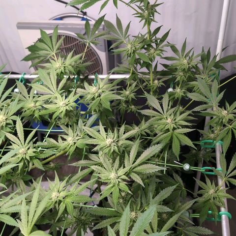 Sticky Berry Mints XXL  #1 growlog timeline photo
