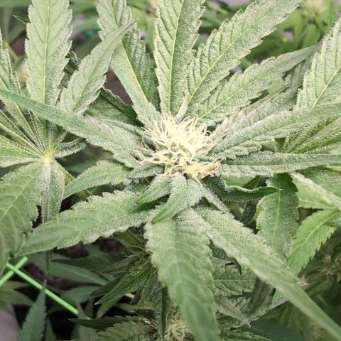 Triple Mints XXL  #2 growlog timeline photo