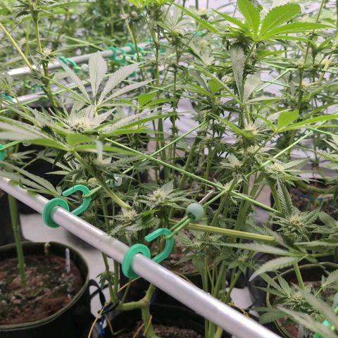 Triple Mints XXL  #2 growlog timeline photo