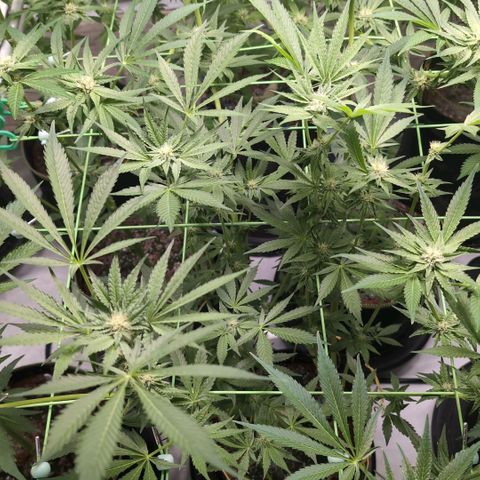 Triple Mints XXL  #2 growlog timeline photo