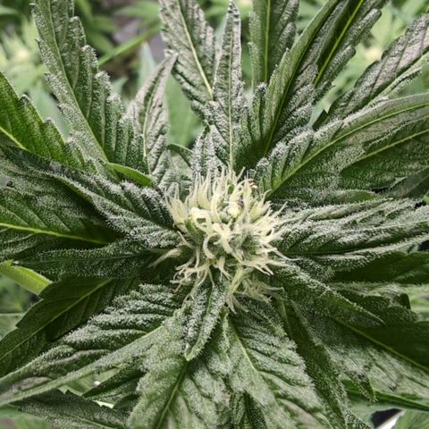 Sticky Berry Mints XXL Klon  #1 growlog timeline photo