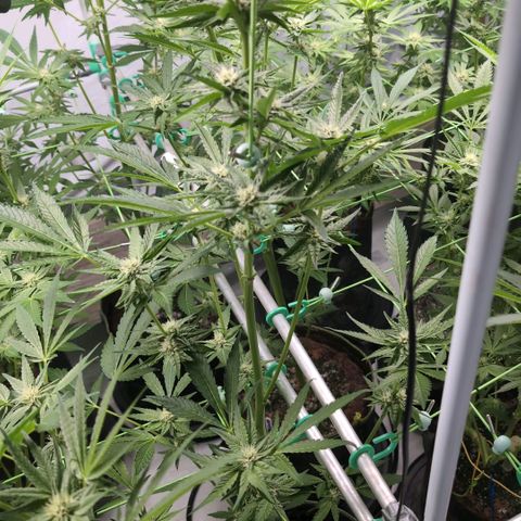 Sticky Berry Mints XXL Klon  #1 growlog timeline photo