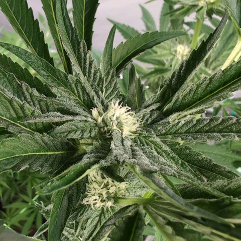 Sticky Berry Mints XXL Klon  #2 growlog timeline photo