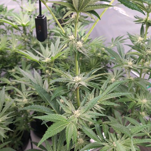 Sticky Berry Mints XXL Klon  #2 growlog timeline photo
