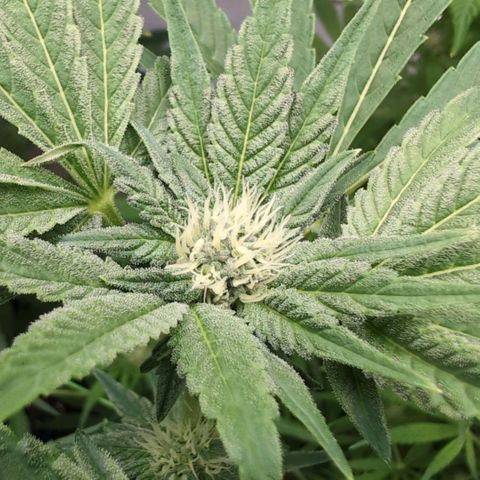 Triple Mints XXL  #1 growlog timeline photo