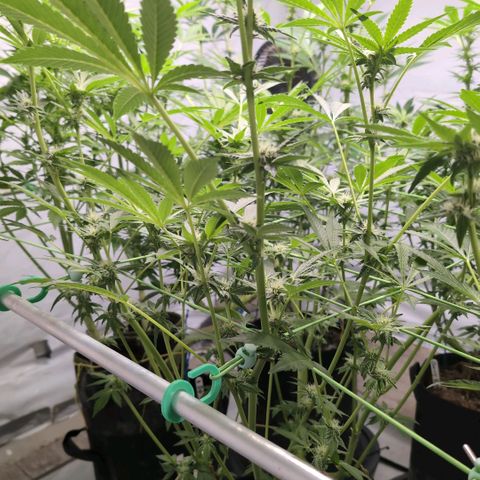 Triple Mints XXL  #1 growlog timeline photo