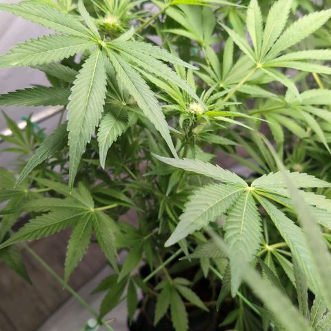 Cherry Kush  #1 growlog timeline photo