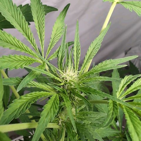 Cherry Kush  #2 growlog timeline photo