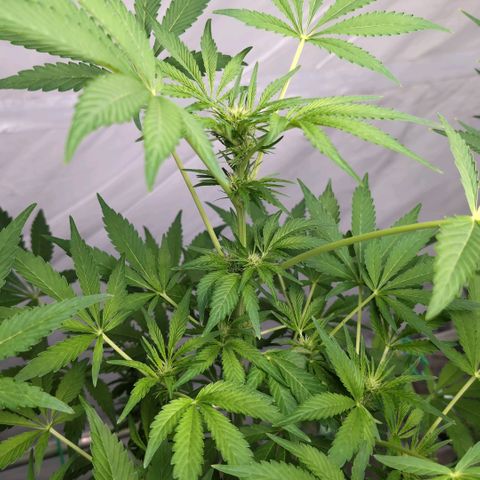 Cherry Kush  #2 growlog timeline photo