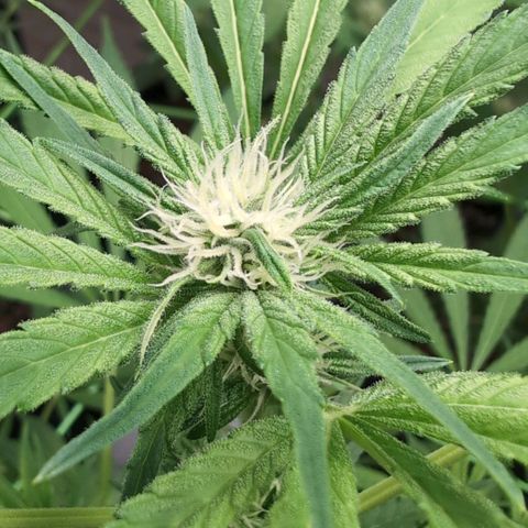 Cherry Bush F1 #2 growlog timeline photo