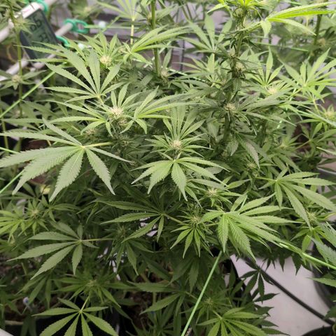 Cherry Bush F1 #2 growlog timeline photo