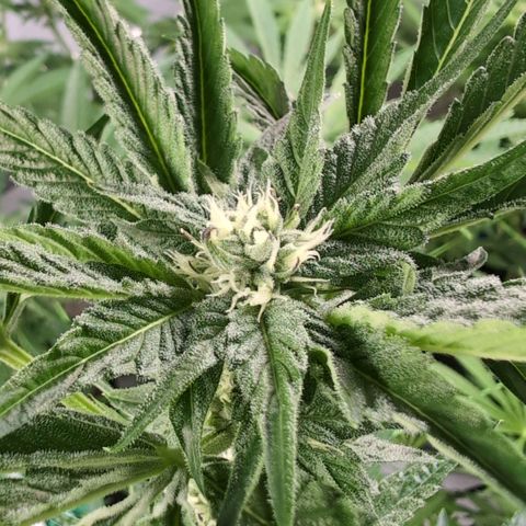 Sticky Berry Mints XXL Klon  #3 growlog timeline photo