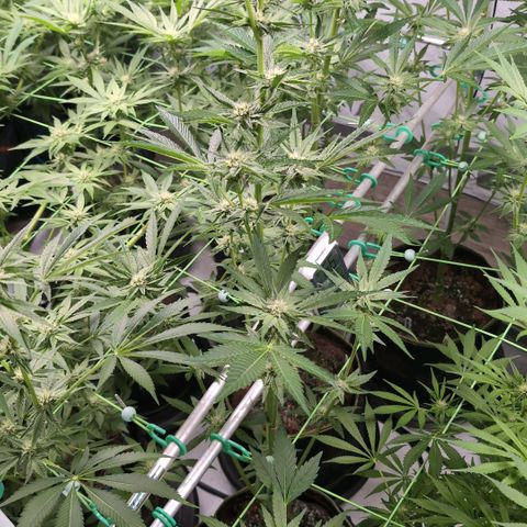 Sticky Berry Mints XXL Klon  #3 growlog timeline photo