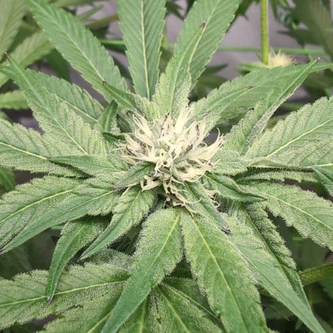 Sticky Berry Mints XXL  #2 growlog timeline photo