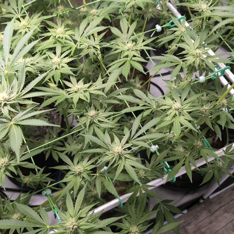 Sticky Berry Mints XXL  #2 growlog timeline photo