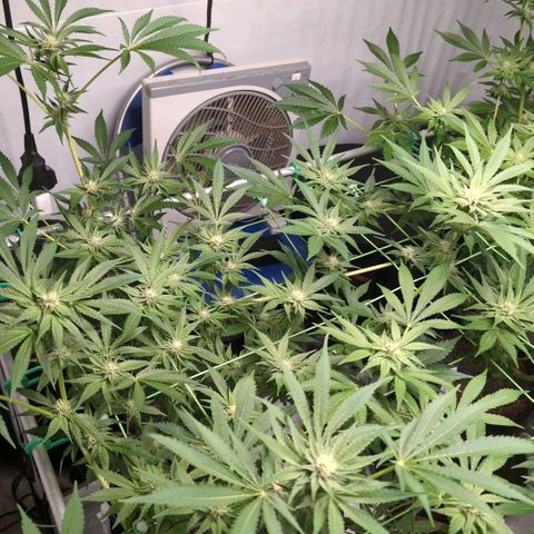 Sticky Berry Mints XXL  #3 growlog timeline photo