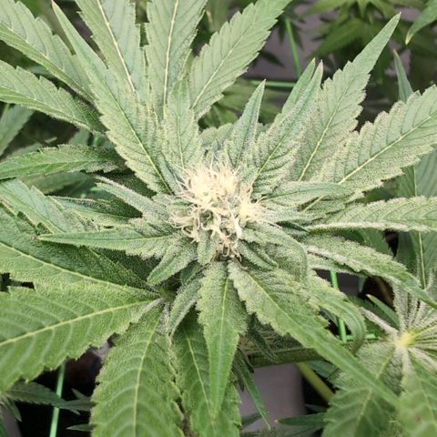 Sticky Berry Mints XXL  #3 growlog timeline photo