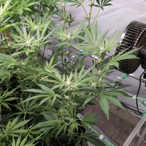 Triple Mints XXL  #3 growlog timeline photo