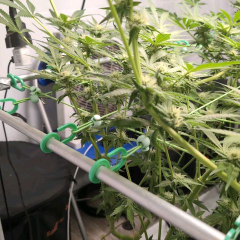 Sticky Berry Mints XXL  #3 growlog timeline photo