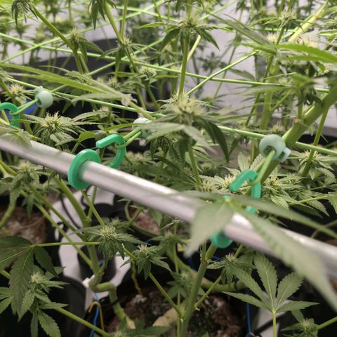 Sticky Berry Mints XXL  #2 growlog timeline photo