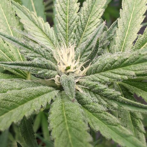 Triple Mints XXL  #3 growlog timeline photo