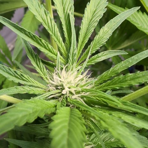 Cherry Kush  #1 growlog timeline photo