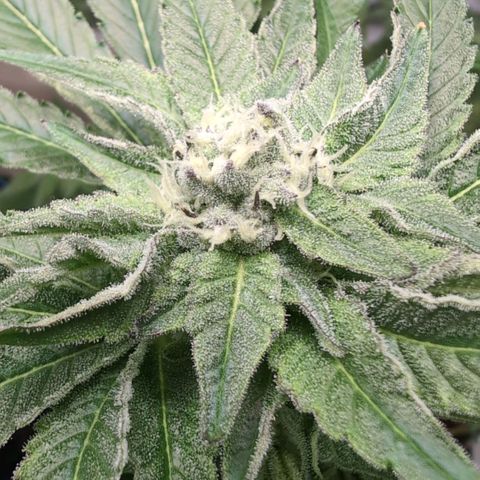 Sticky Berry Mints XXL  #1 growlog timeline photo