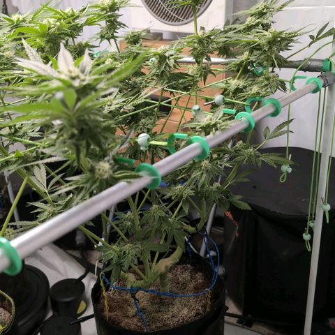 Sticky Berry Mints XXL  #1 growlog timeline photo