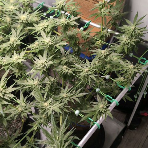 Sticky Berry Mints XXL  #1 growlog timeline photo