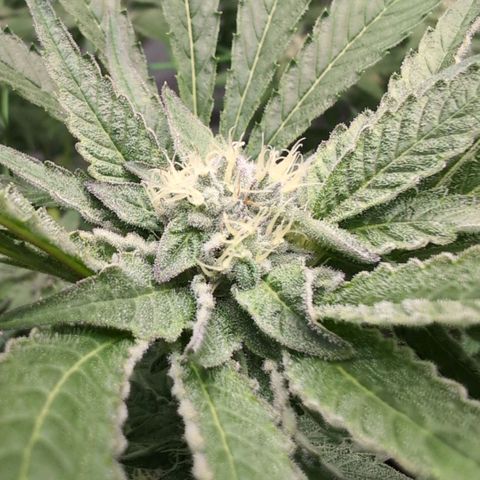 Triple Mints XXL  #2 growlog timeline photo