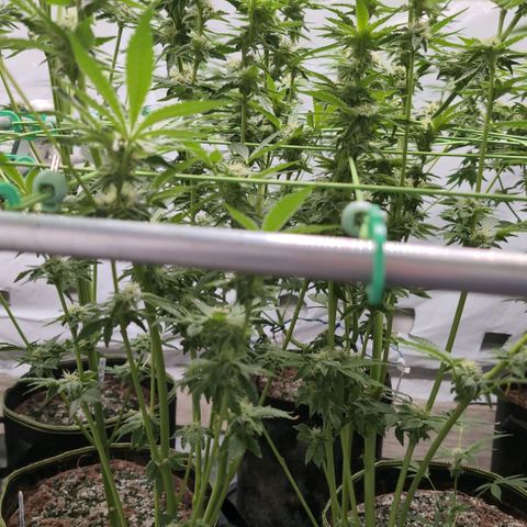 Triple Mints XXL  #2 growlog timeline photo