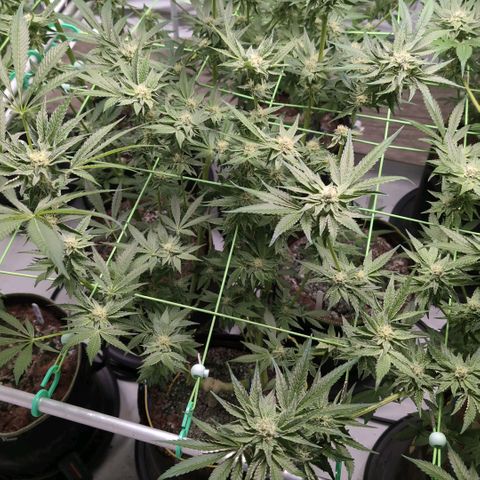 Triple Mints XXL  #2 growlog timeline photo