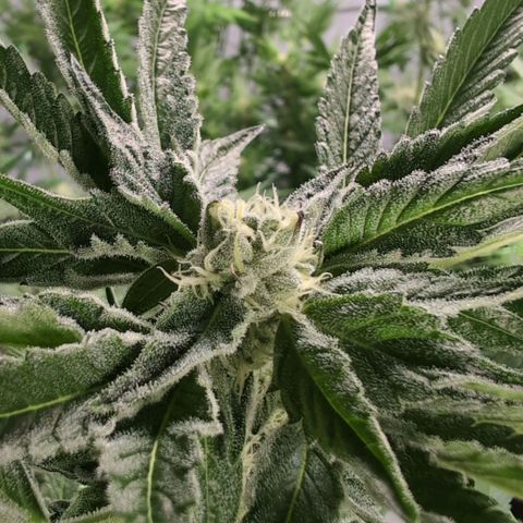 Sticky Berry Mints XXL Klon  #1 growlog timeline photo