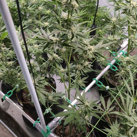 Sticky Berry Mints XXL Klon  #1 growlog timeline photo