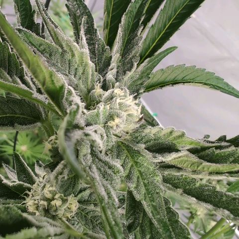 Sticky Berry Mints XXL Klon  #2 growlog timeline photo