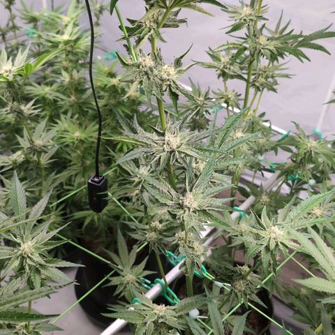 Sticky Berry Mints XXL Klon  #2 growlog timeline photo