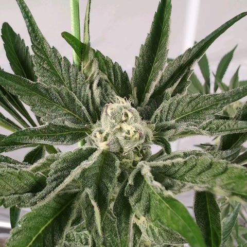 Sticky Berry Mints XXL Klon  #3 growlog timeline photo