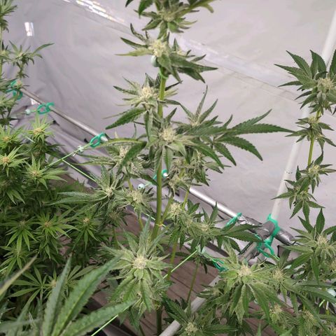 Sticky Berry Mints XXL Klon  #3 growlog timeline photo