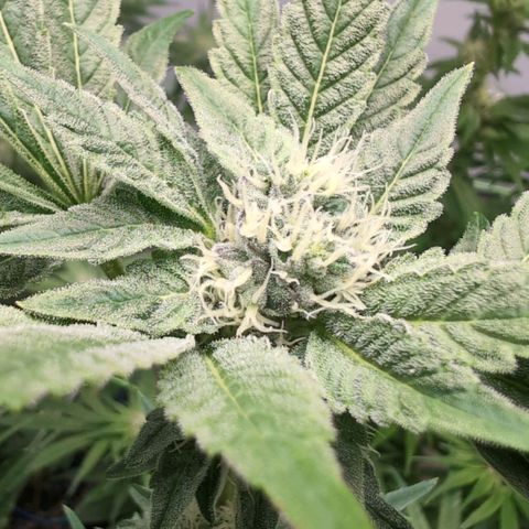 Triple Mints XXL  #1 growlog timeline photo