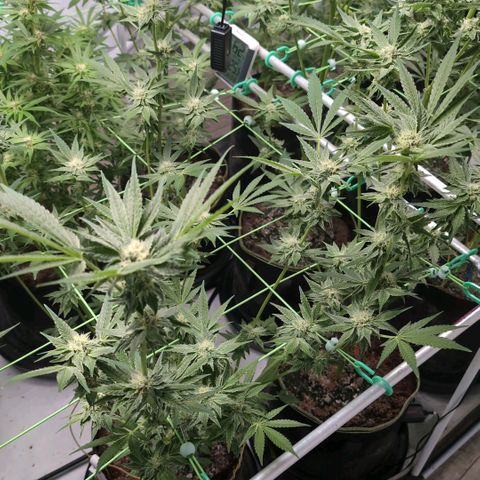 Triple Mints XXL  #1 growlog timeline photo